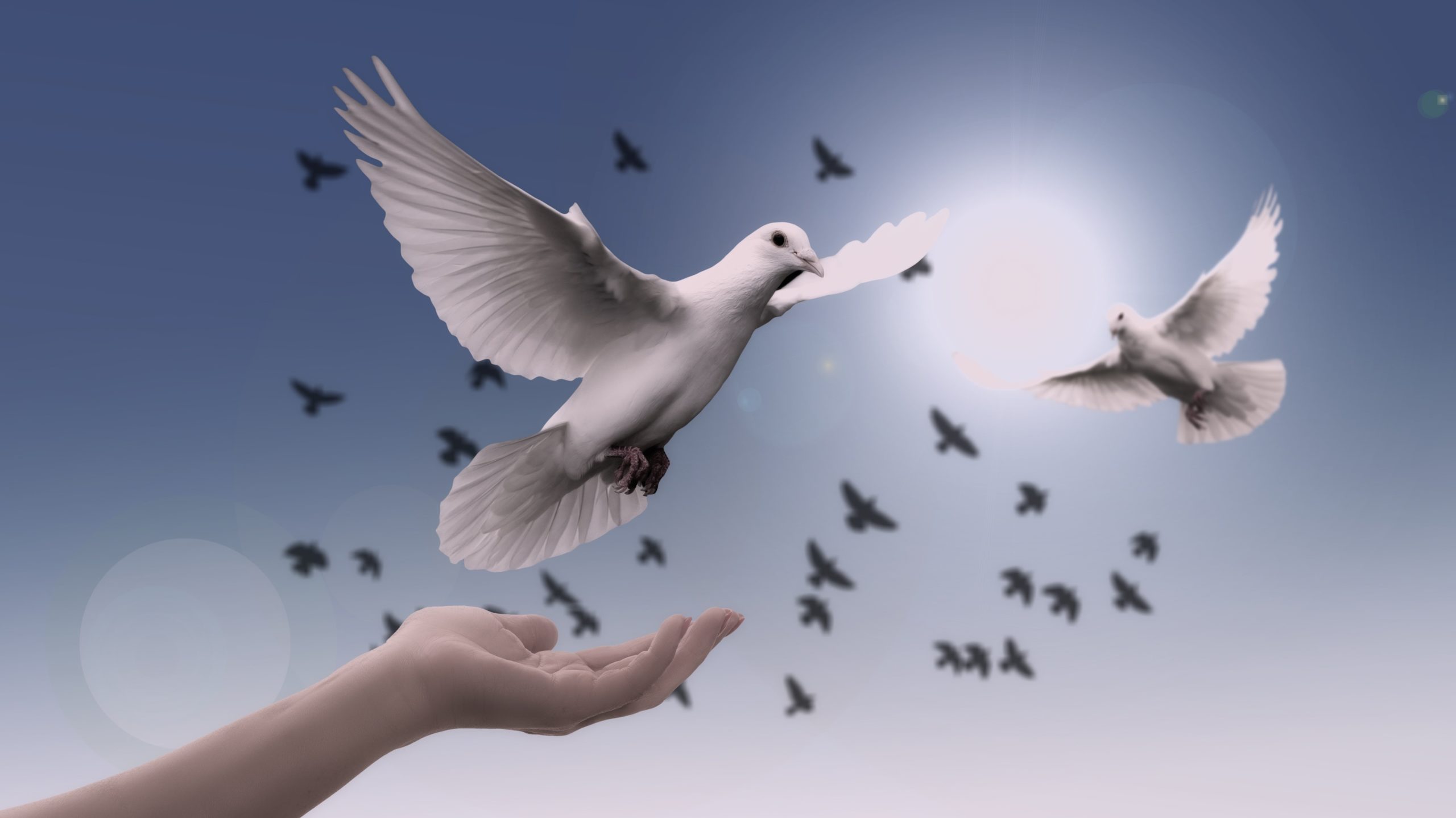 Von einer Hand auffliegende Taube und im Sonnenlicht kreisende Tauben als Symbol Freude, Kraft und Freiheit durch Ressourcenaktivierung und kreative Lösungen